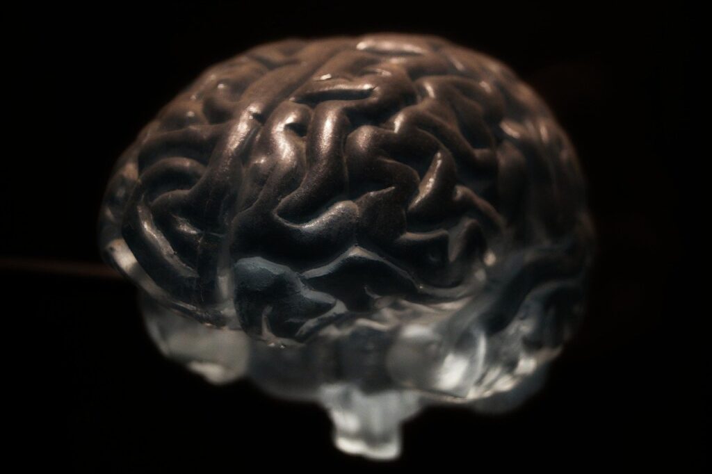 glass model of a brain
